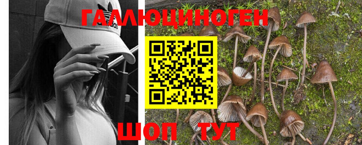 Галлюциногенные грибы Psilocybe Ачинск